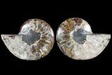 Cut & Polished Ammonite Fossil - Agatized #79709-1